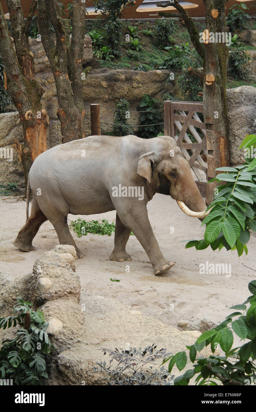 Zurich zoo elephant house hi-res stock photography and images - Alamy