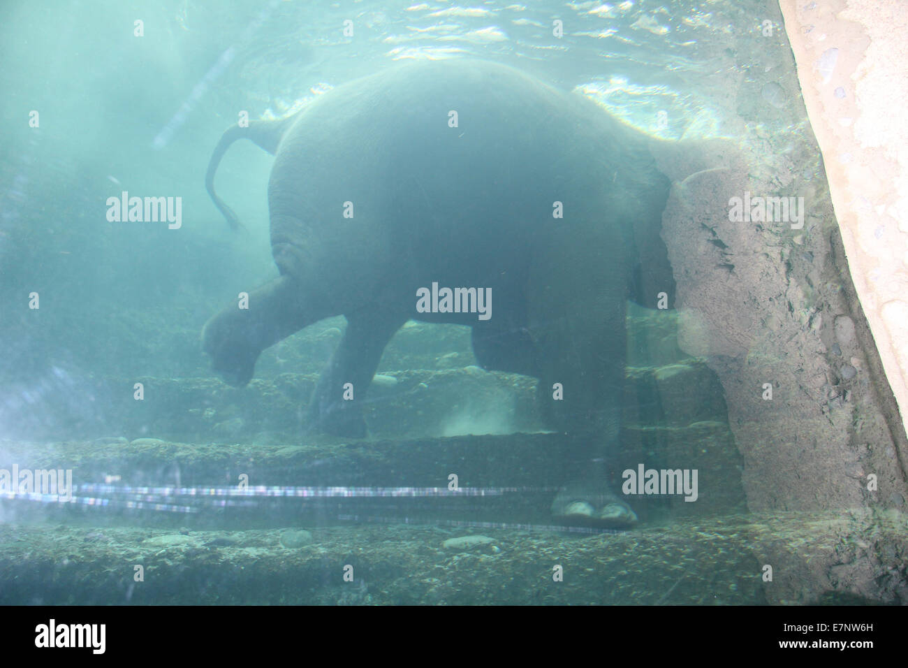 Switzerland, Zurich, zoo, elephant house, species-appropriate, husbandry, elephant, animal, bath, have a bath, underwater, Stock Photo
