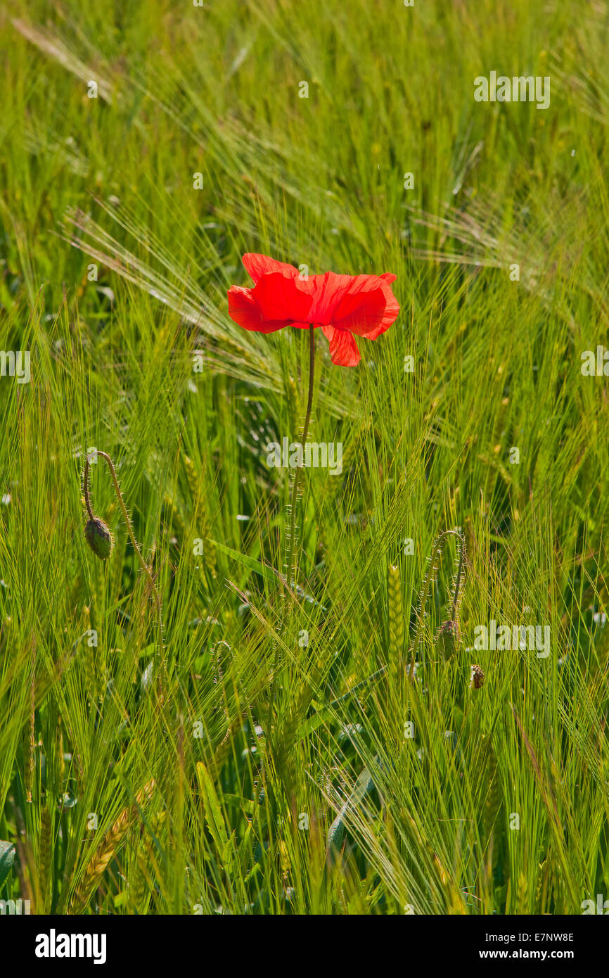 Bavaria, Germany, Upper Bavaria, flower, flowers, blossom, flourish ...