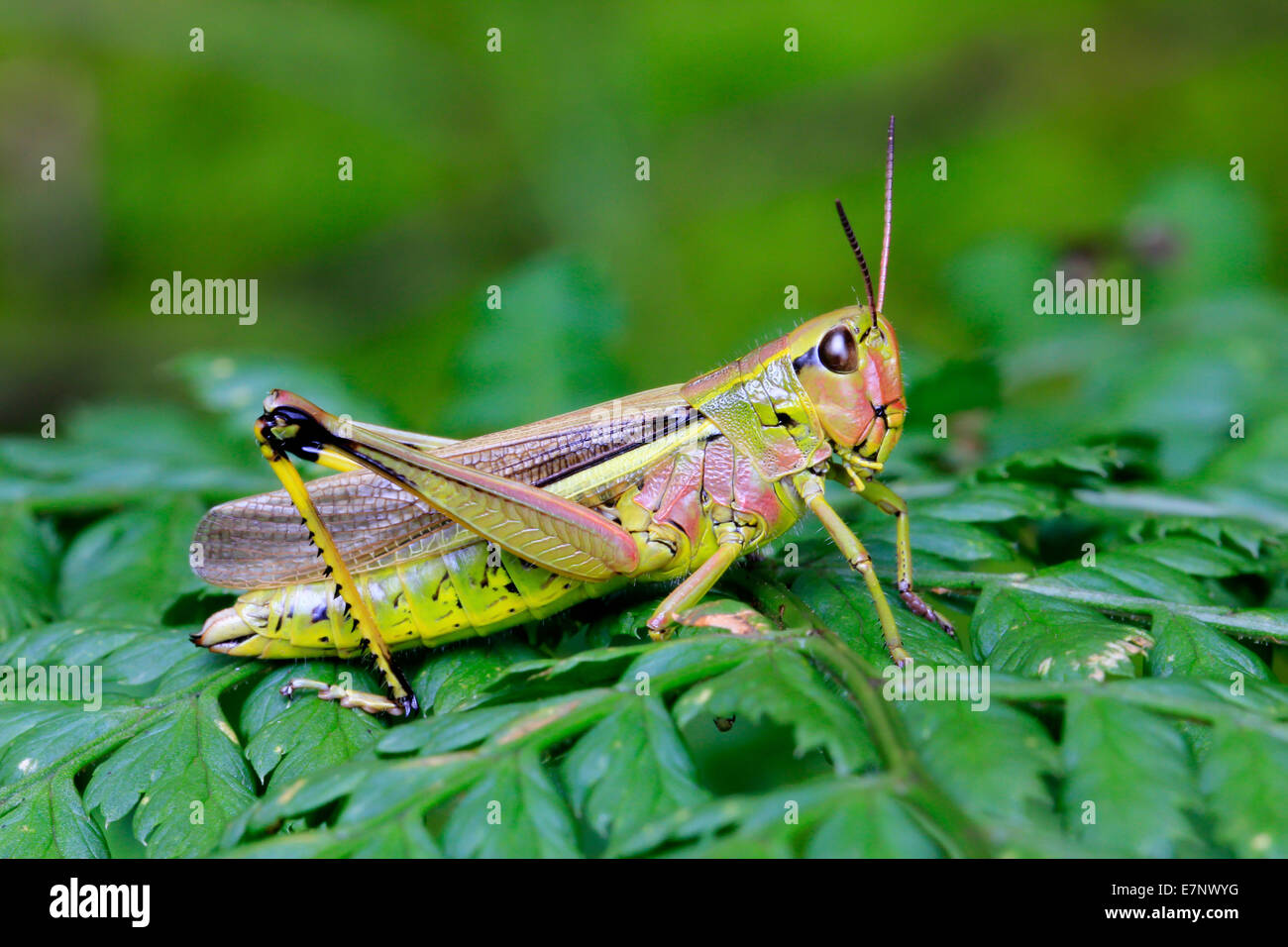 Animal, Insect, Grasshopper, Orthoptera, Stethophyma grossum, Moorhopper, Moor, Swamp, Switzerland Stock Photo