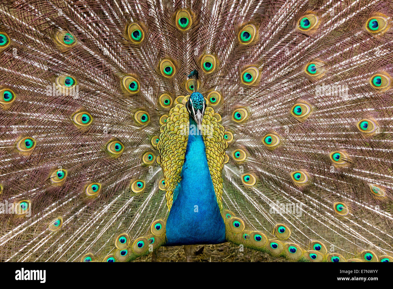 Animal, Bird, Indian peafowl, Blue, male, Phasianidae, Galliformes, Pavo cristatus, Switzerland Stock Photo