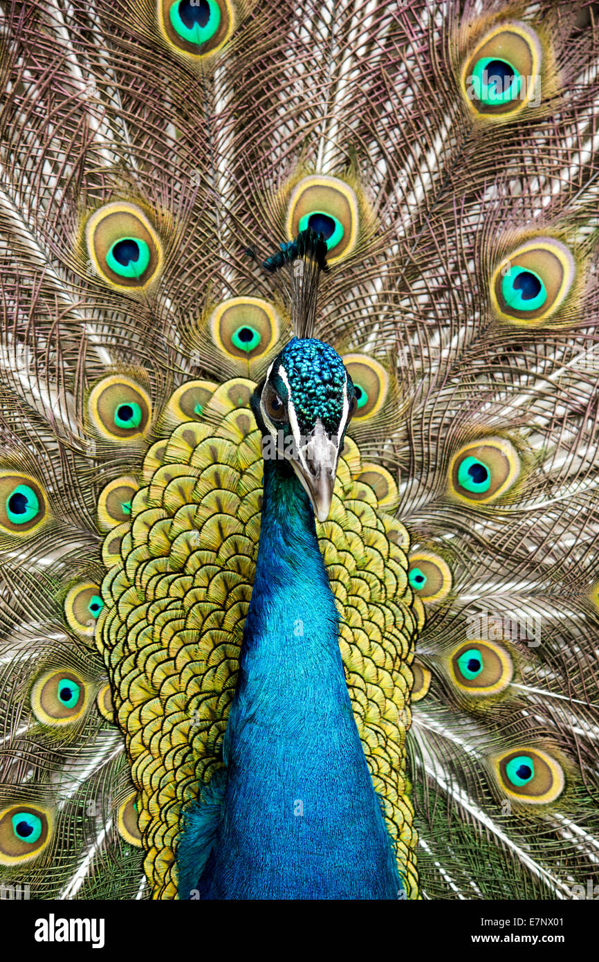 Animal, Bird, Indian peafowl, Blue, male, Phasianidae, Galliformes, Pavo cristatus, Switzerland Stock Photo
