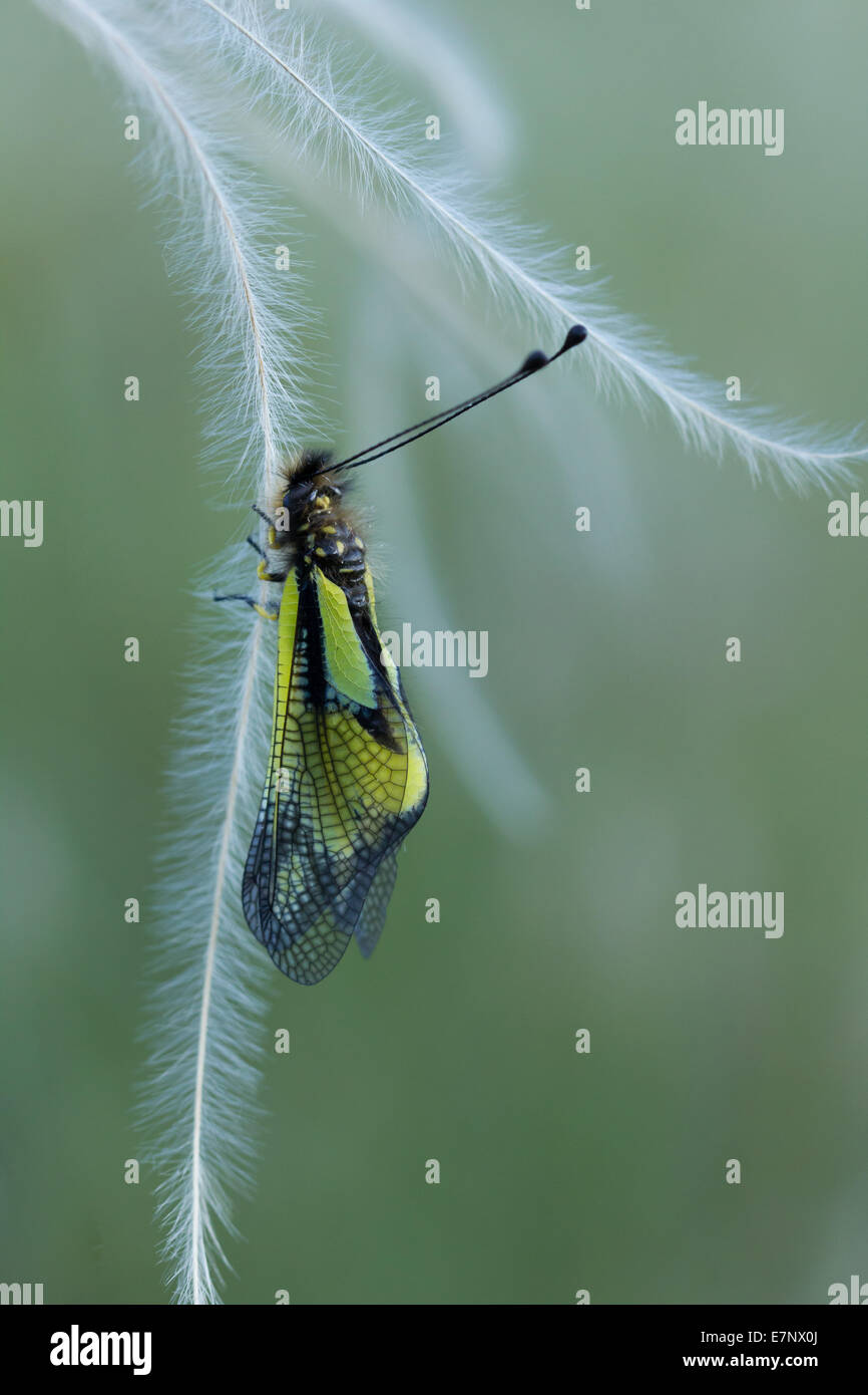 Animal, Insect, Neuroptera, Owlflies, Libelloides coccajus, Ascalaphidae, Switzerland Stock Photo