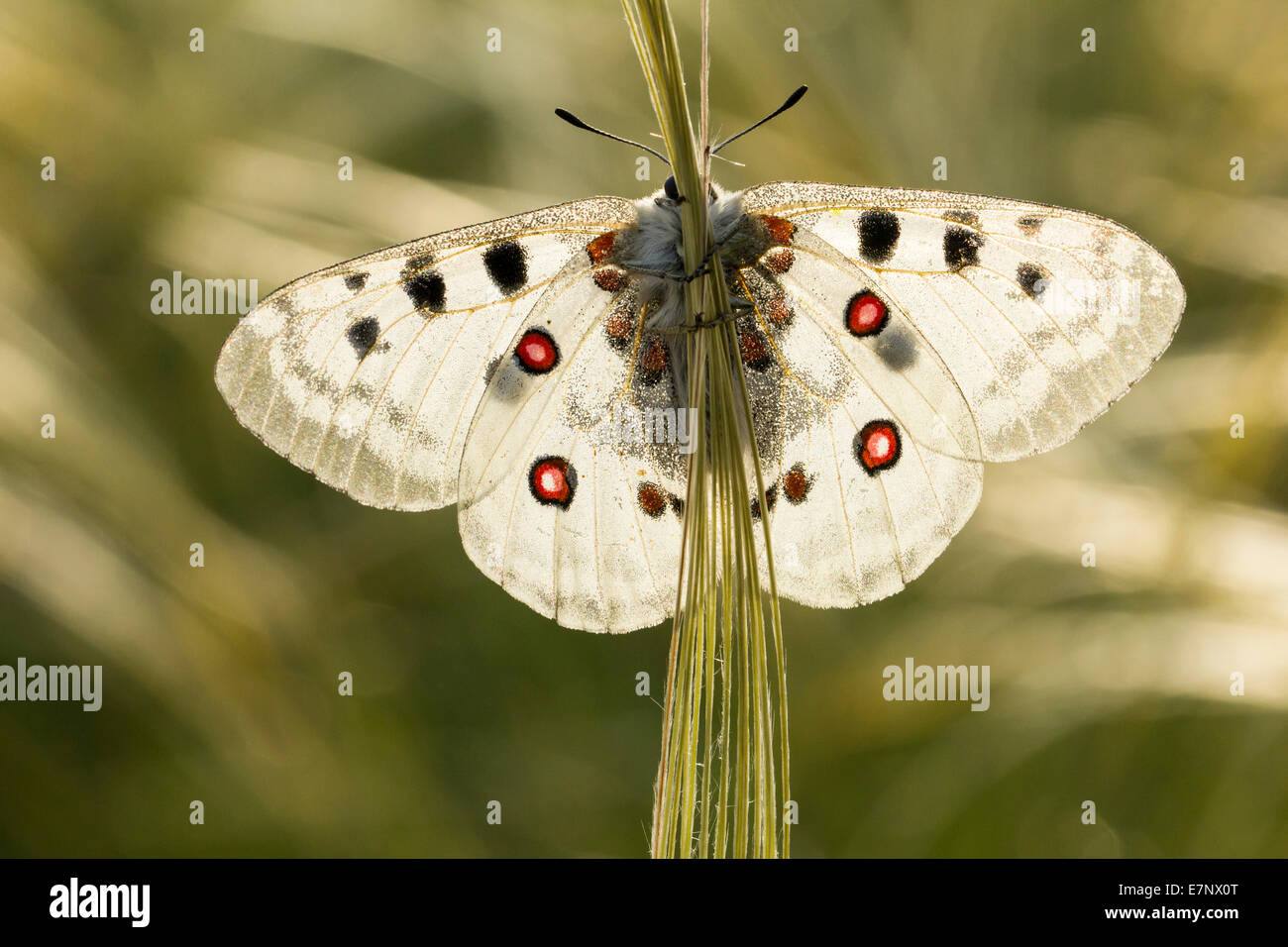 Animal, Insect, Butterfly, Papilionidae, Apollo, Parnassius apollo, Lepidoptera, Switzerland Stock Photo