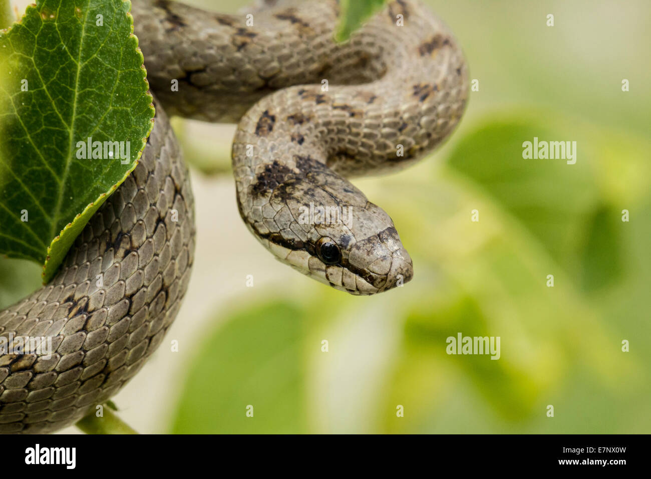Animal, Snake, Reptilia, Coronella austriaca, smooth snake, Switzerland Stock Photo