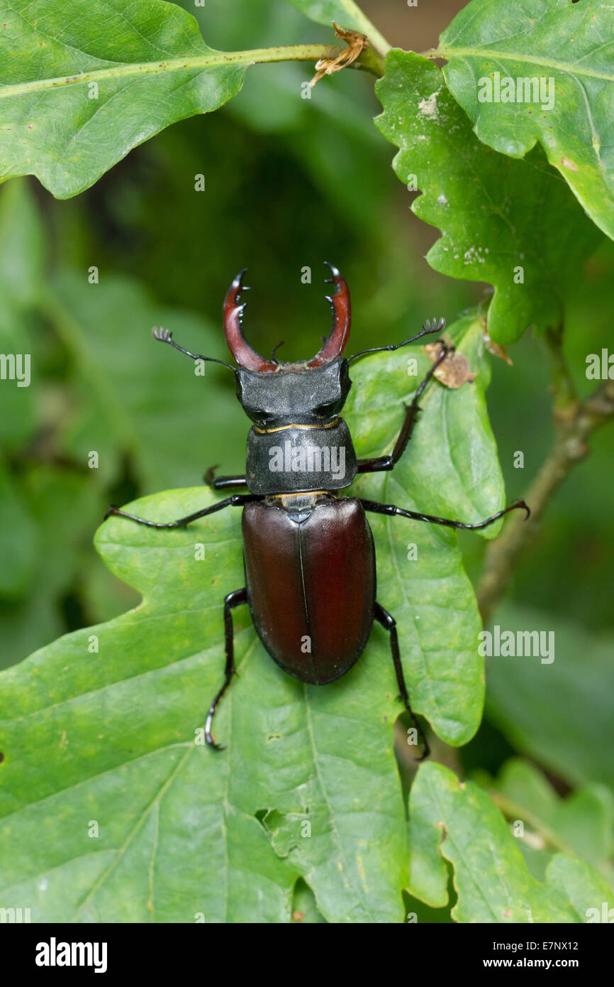 Animal, Insect, Coleoptera, Lucanus cervus, Arthropoda, Beetle, Stag Beetle, Forest, Dead Wood, Switzerland Stock Photo