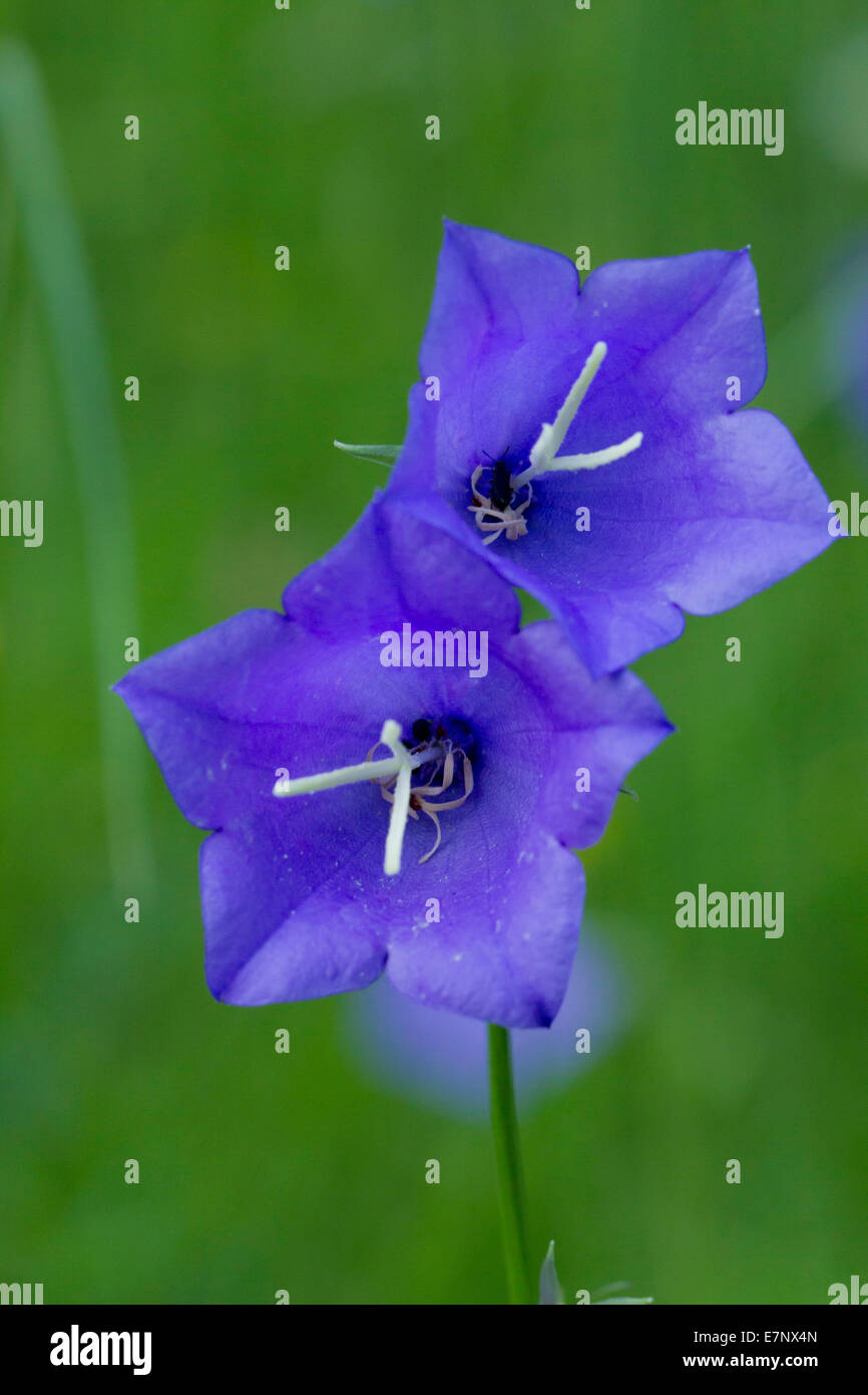 Nature, Plant, Flower, blue, Campanula rotundifolia, Harebell, rhizomatous perennial flowering plant, Switzerland Stock Photo