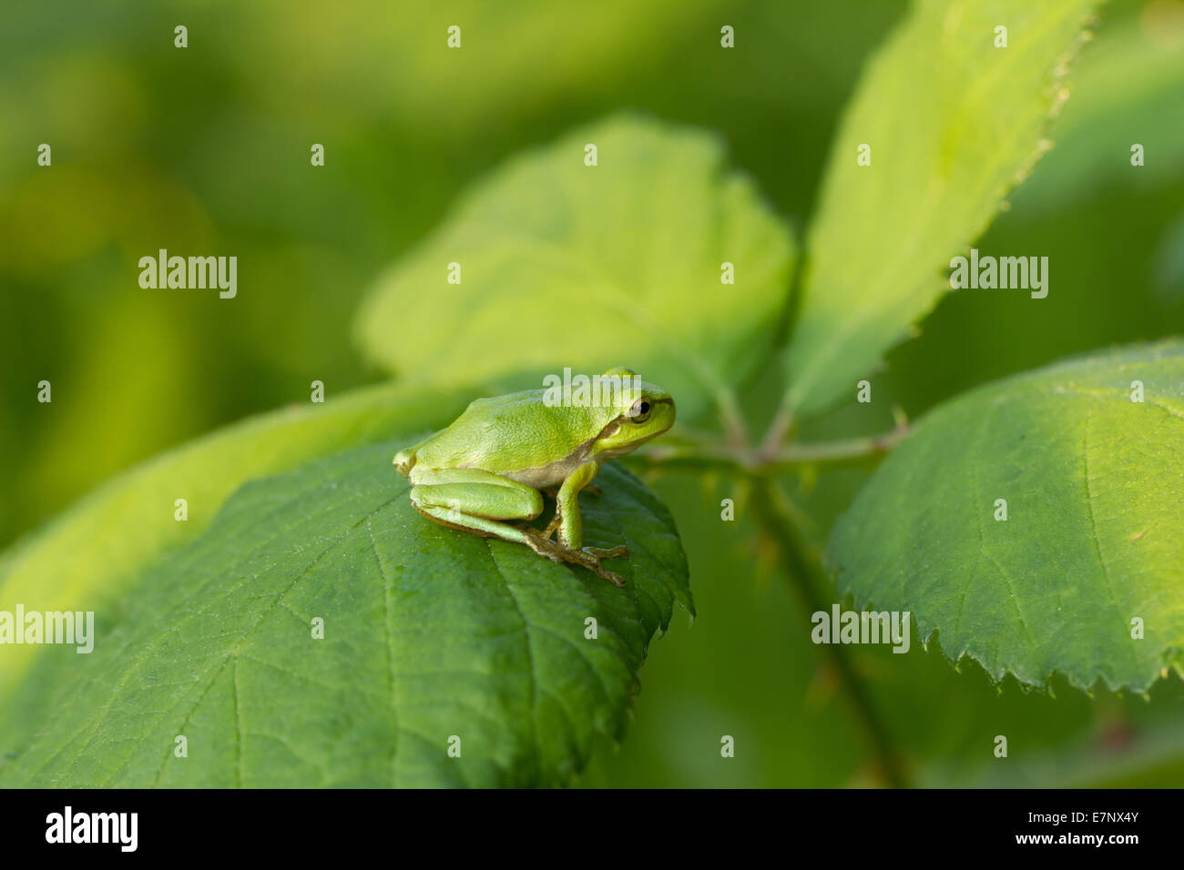 Nature, Animal, Frog, Amphibia, Hyla arborea, European tree frog, Tree Frog, Switzerland Stock Photo