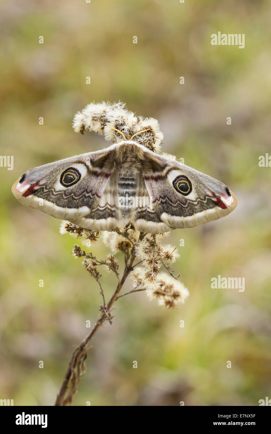 Animal, Insect, Moth, Small Emperor Moth, female, Lepidoptera, Saturniidae, Saturniinae, Saturnia pavonia, Switzerland Stock Photo