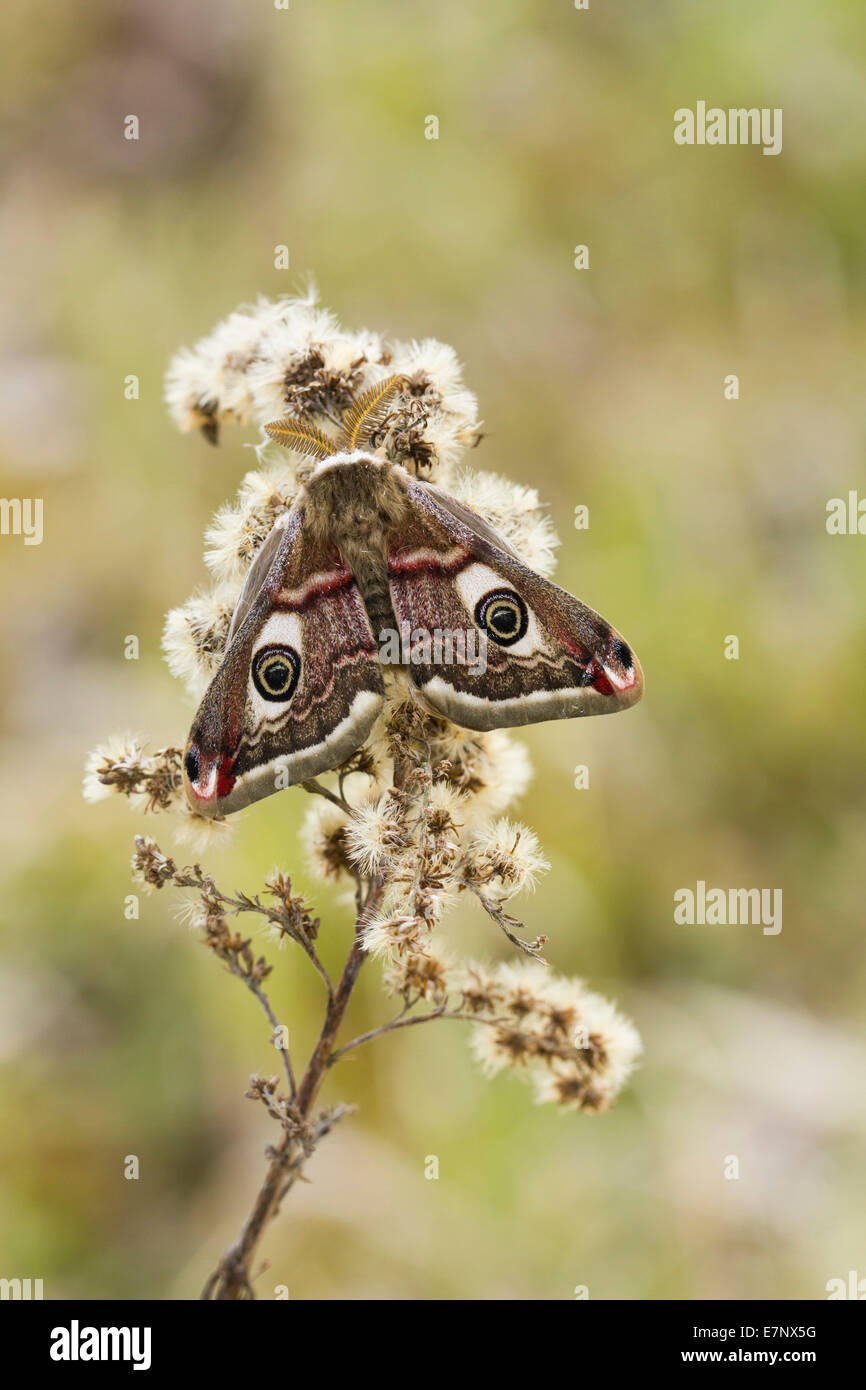 Animal, Insect, Moth, Small Emperor Moth, male, Lepidoptera, Saturniidae, Saturniinae, Saturnia pavonia, Switzerland Stock Photo