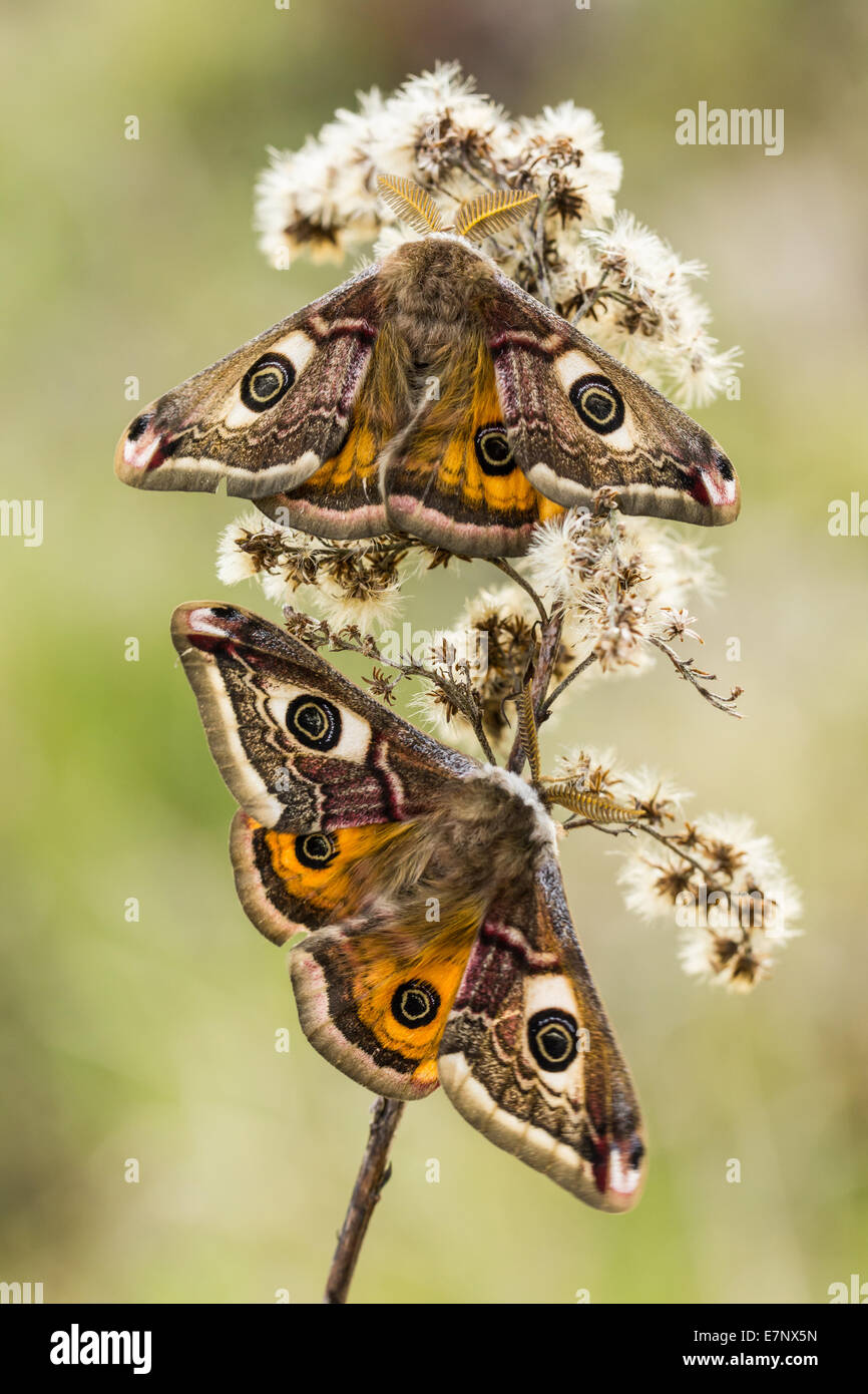 Animal, Insect, Moth, Small Emperor Moth, male, Lepidoptera, Saturniidae, Saturniinae, Saturnia pavonia, Switzerland Stock Photo