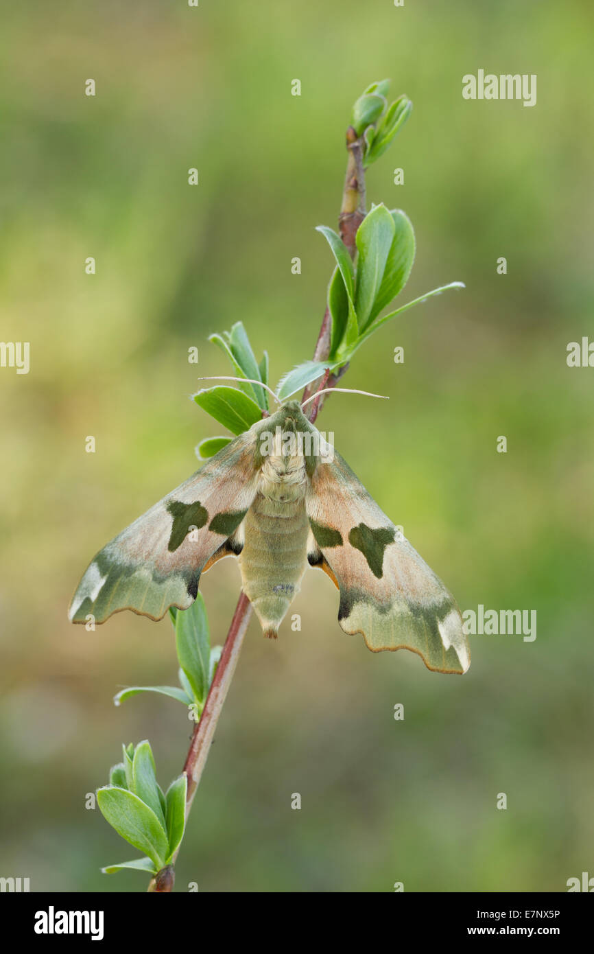 Animal, Insect, Butterfly, Moth, Hawk Moth, Lime Hawk-moth, Mimas tiliae, Switzerland Stock Photo
