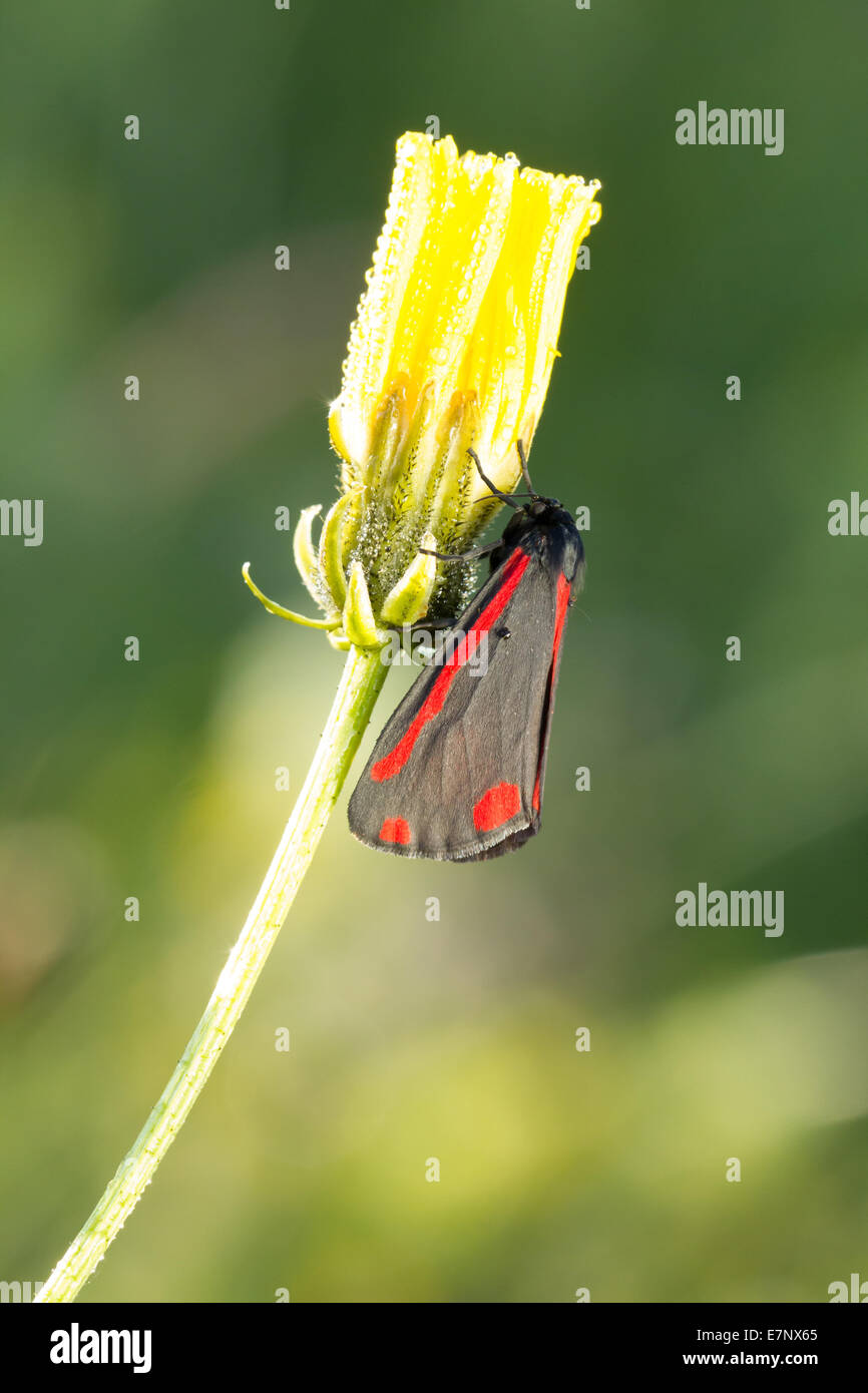 Animal, Insect, Butterfly, Moth, Cinnabar moth, Tyria jacobaeae, Lepidoptera, Arctiidae, Switzerland Stock Photo