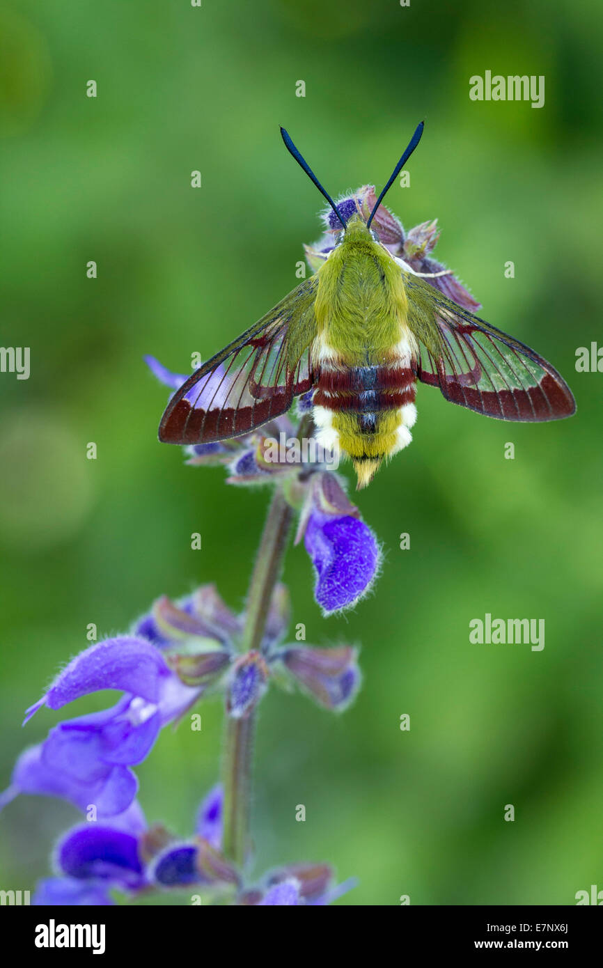 Animal, Insekt, Moth, Hawk Moth, Hemaris fuciformis, Broad-bordered Bee Hawk-moth, Sphingidae, Switzerland Stock Photo