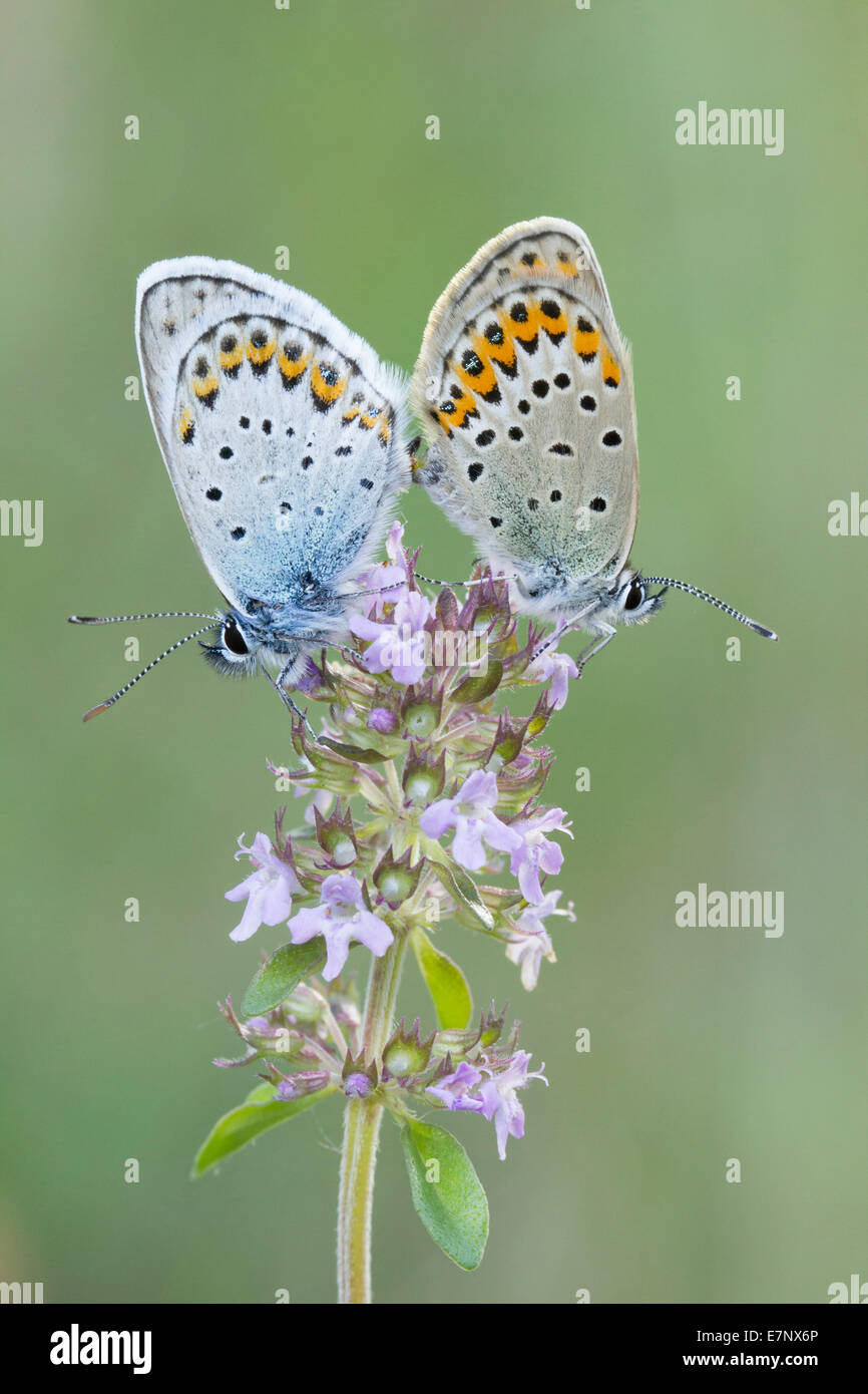Animal, Insect, Butterfly, blue, Lycaenidae, Lepidoptera, Plebeius idas, Switzerland Stock Photo