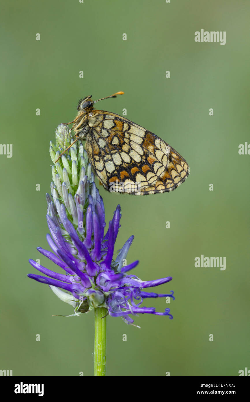 Animal, Insect, Butterfly, Melitaea phoebe, Knapweed Fritillary, Lepidoptera, Switzerland Stock Photo