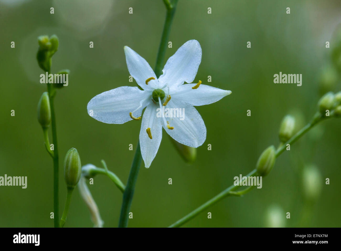 Nature, Plant, Flower, Lila, Violet, Rosa, Asteraceae, Cirsium, Asterales, Switzerland Stock Photo