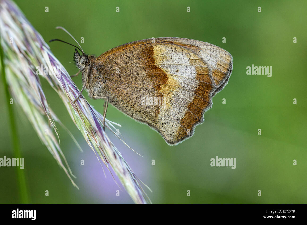 Animal, Insect, Butterfly, Lepidoptera, Meadow Brown, Maniola jurtina, Nymphalidae, Switzerland Stock Photo