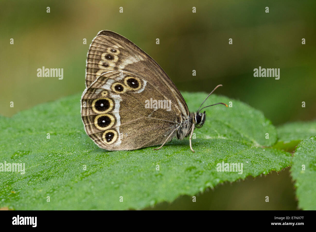 Animal, Insect, Butterfly, Lepidoptera, Lopinga achine, Woodland Brown, Nymphalidae, Switzerland Stock Photo