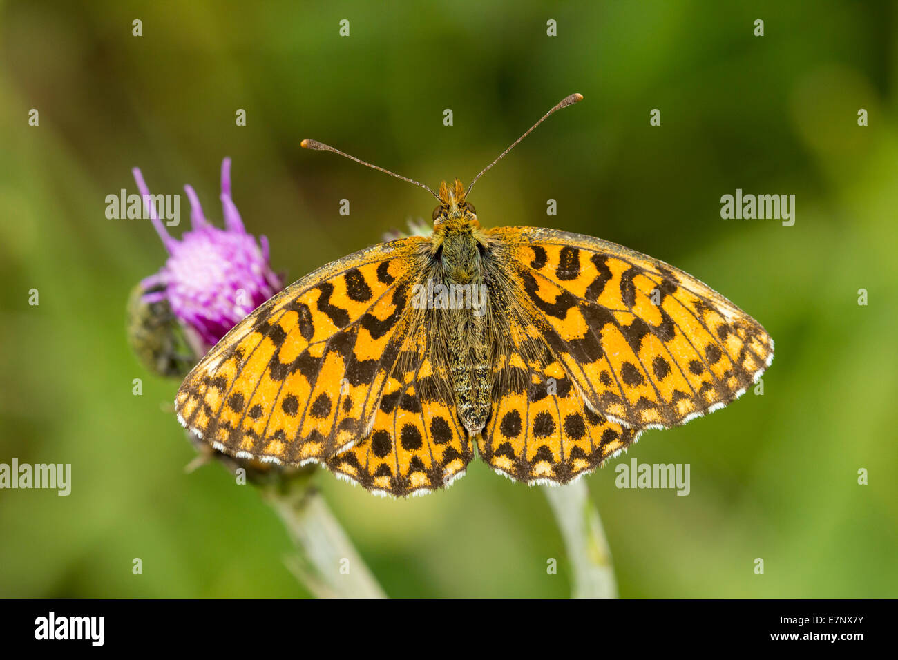 Animal, Insect, Butterfly, Lepidoptera, Boloria dia, Weaver's Fritillary, Violet Fritillary, Nymphalidae, Switzerland Stock Photo