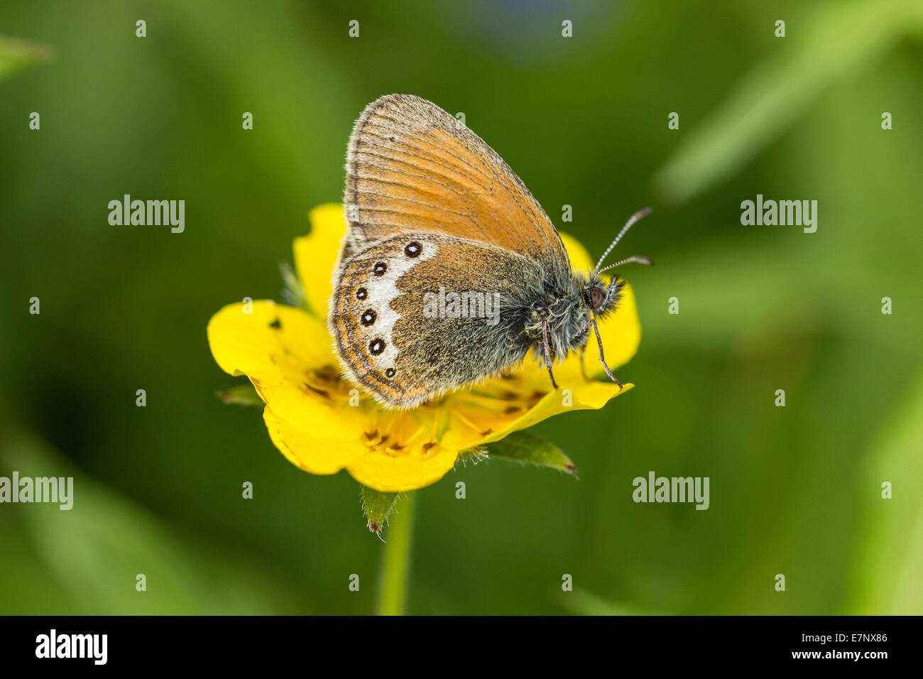 Animal, Insect, Butterfly, Lepidoptera, Coenonympha gardetta, Alpine Heath, Nymphalidae, Switzerland Stock Photo