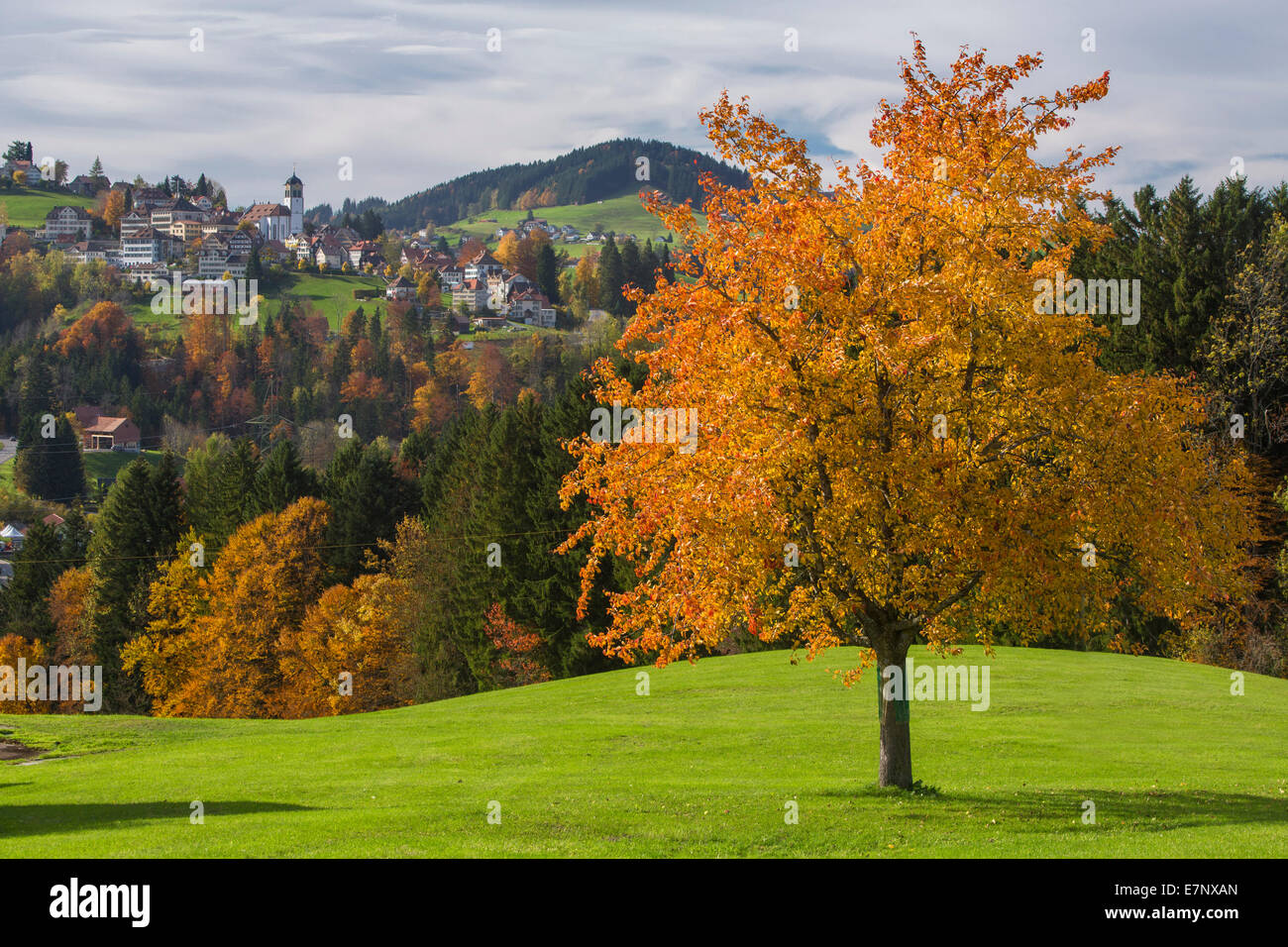 Trogen, Alpstein, mountain, mountains, autumn, canton, Appenzell, Ausserrhoden, Alpstein, Säntis, agriculture, tree, trees, Swit Stock Photo