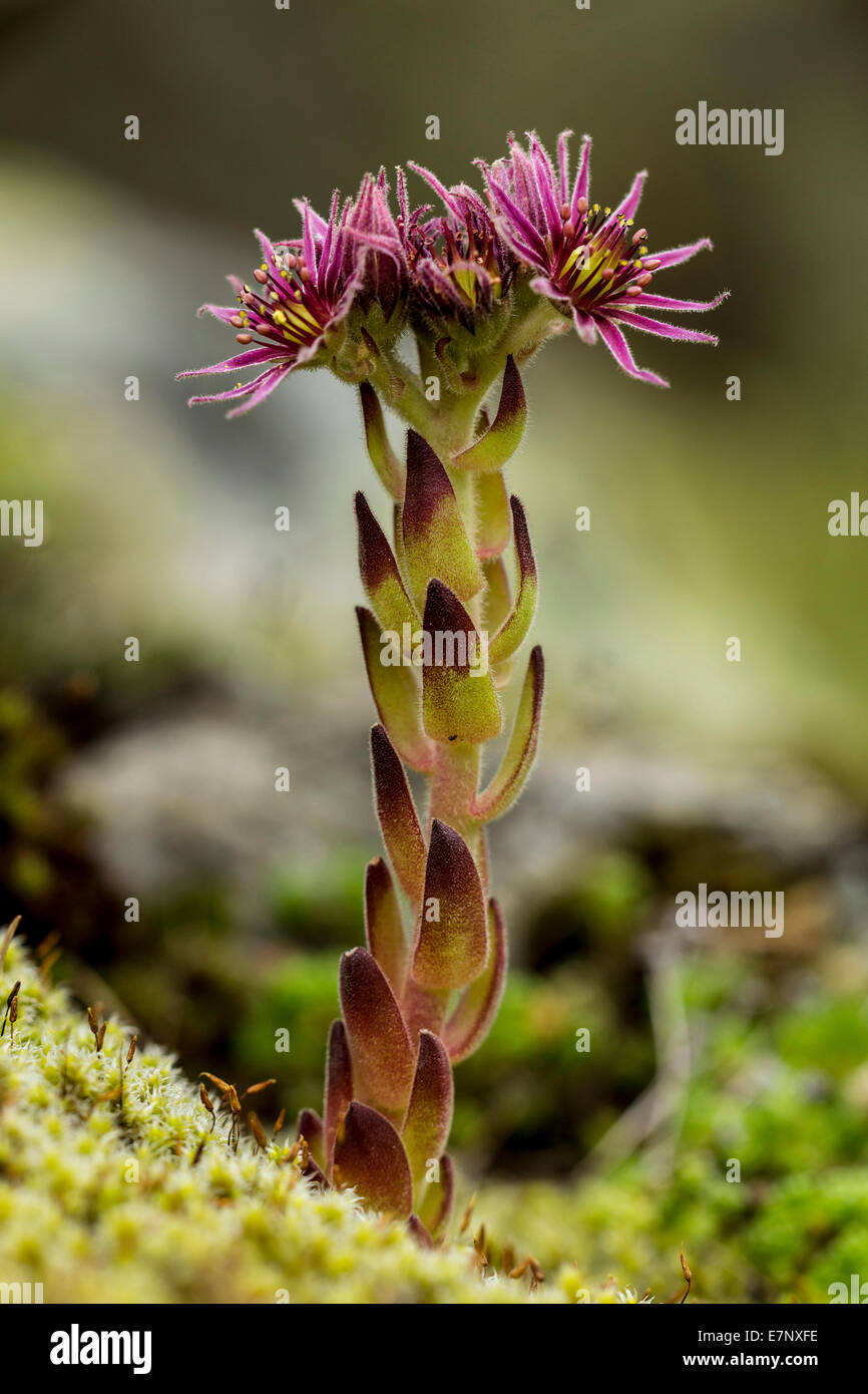 Nature, Plant, Flower, lila, houseleeks, Sepervivum, Crassulaceae, Switzerland Stock Photo