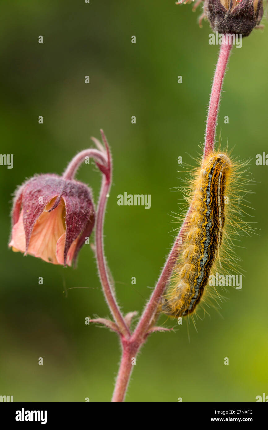 Animal, Insect, Lepidoptera, Lasiocampidae, Malacosoma castrensis, Ground Lackey, Caterpillar, Switzerland Stock Photo