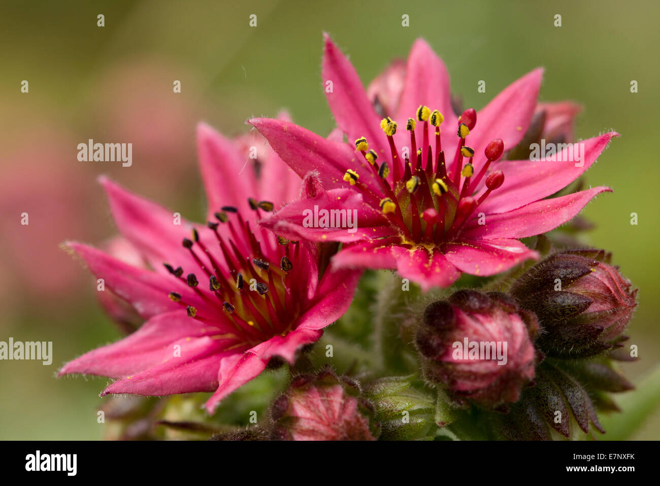 Nature, Plant, Flower, lila, houseleeks, Sepervivum, Crassulaceae, Switzerland Stock Photo