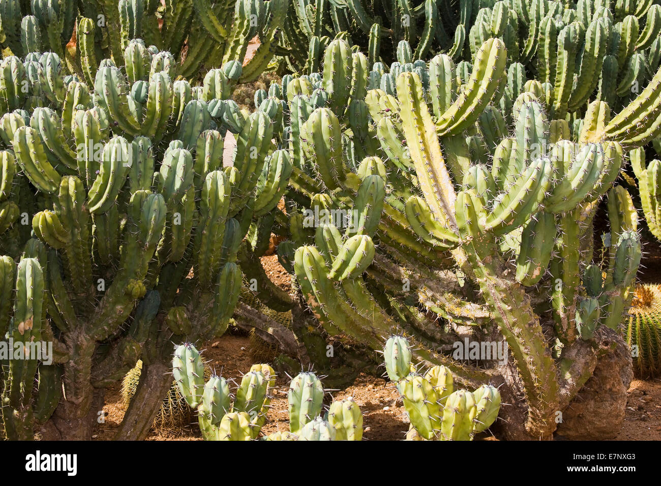 Botany, Cactaceae, outside, prickly pear, flora, cactus plant, cacti, cactus, Majorca, nature, nobody, Opuntia, ficus indica, bo Stock Photo