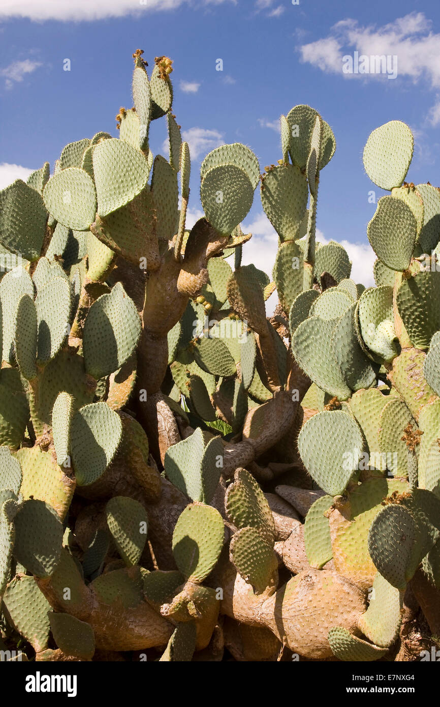 Botany, Cactaceae, outside, prickly pear, flora, cactus plant, cacti, cactus, Majorca, nature, nobody, Opuntia, ficus indica, bo Stock Photo