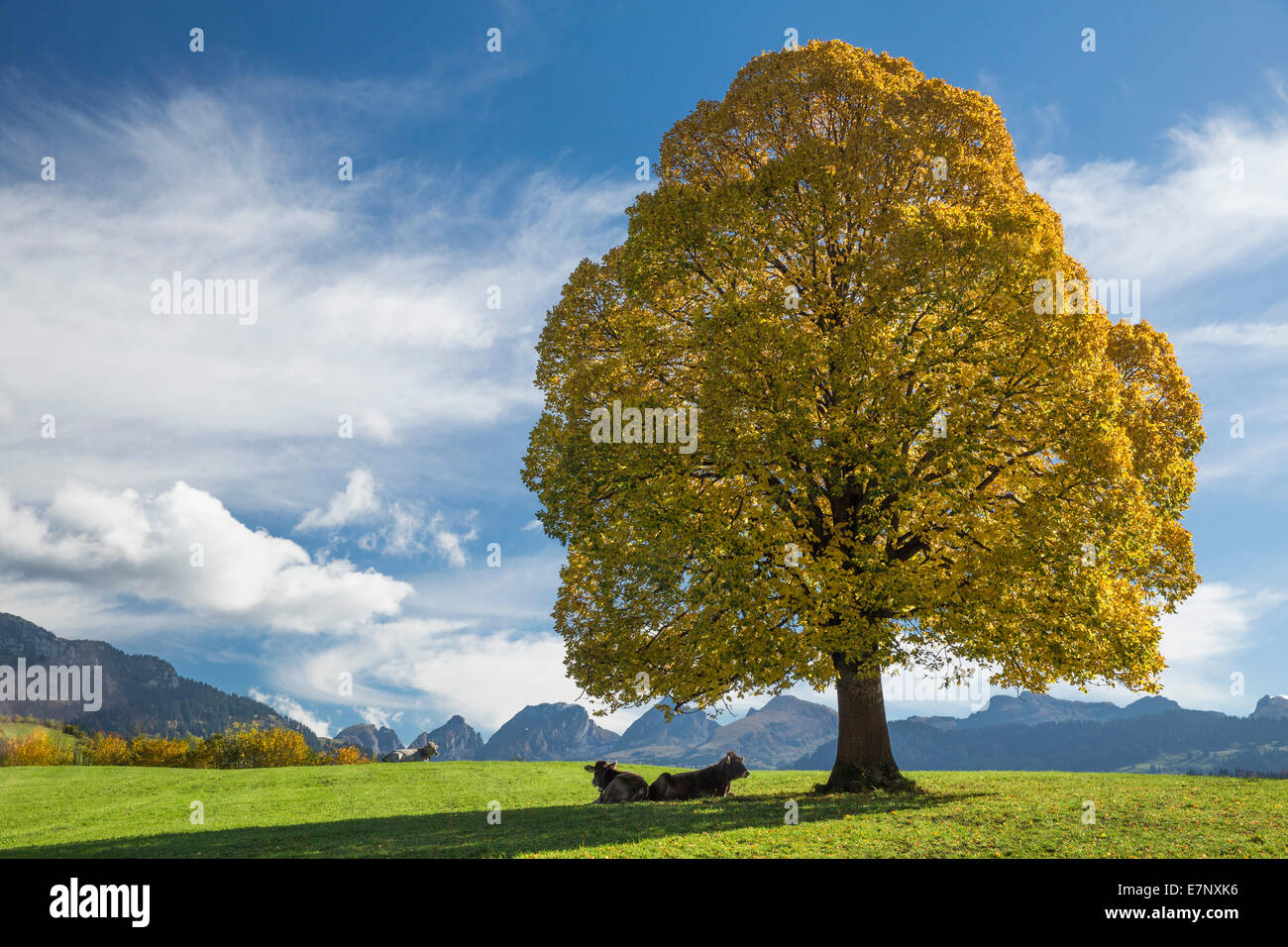 Toggenburg, autumn tree, Nesslau, Churfirsten, mountain, mountains, autumn, SG, canton St. Gallen, tree, trees, cow, cows, agric Stock Photo