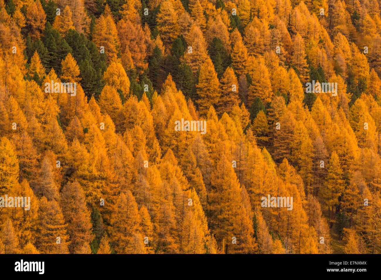 Val Trupchun, Switzerland, Europe, national park, tree, trees, autumn, wood, forest, canton, GR, Graubünden, Grisons, yellow, la Stock Photo
