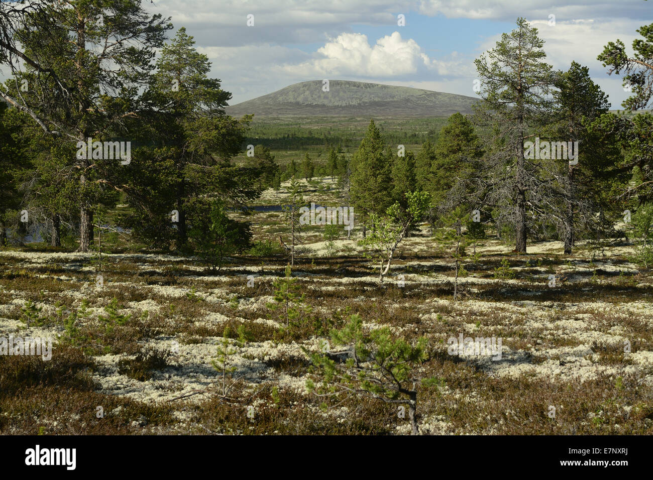 Forest, mountain, Fjell, Rendalen, Ovre-Rendal kommune, Hedmark, Norway, Europe, Stock Photo