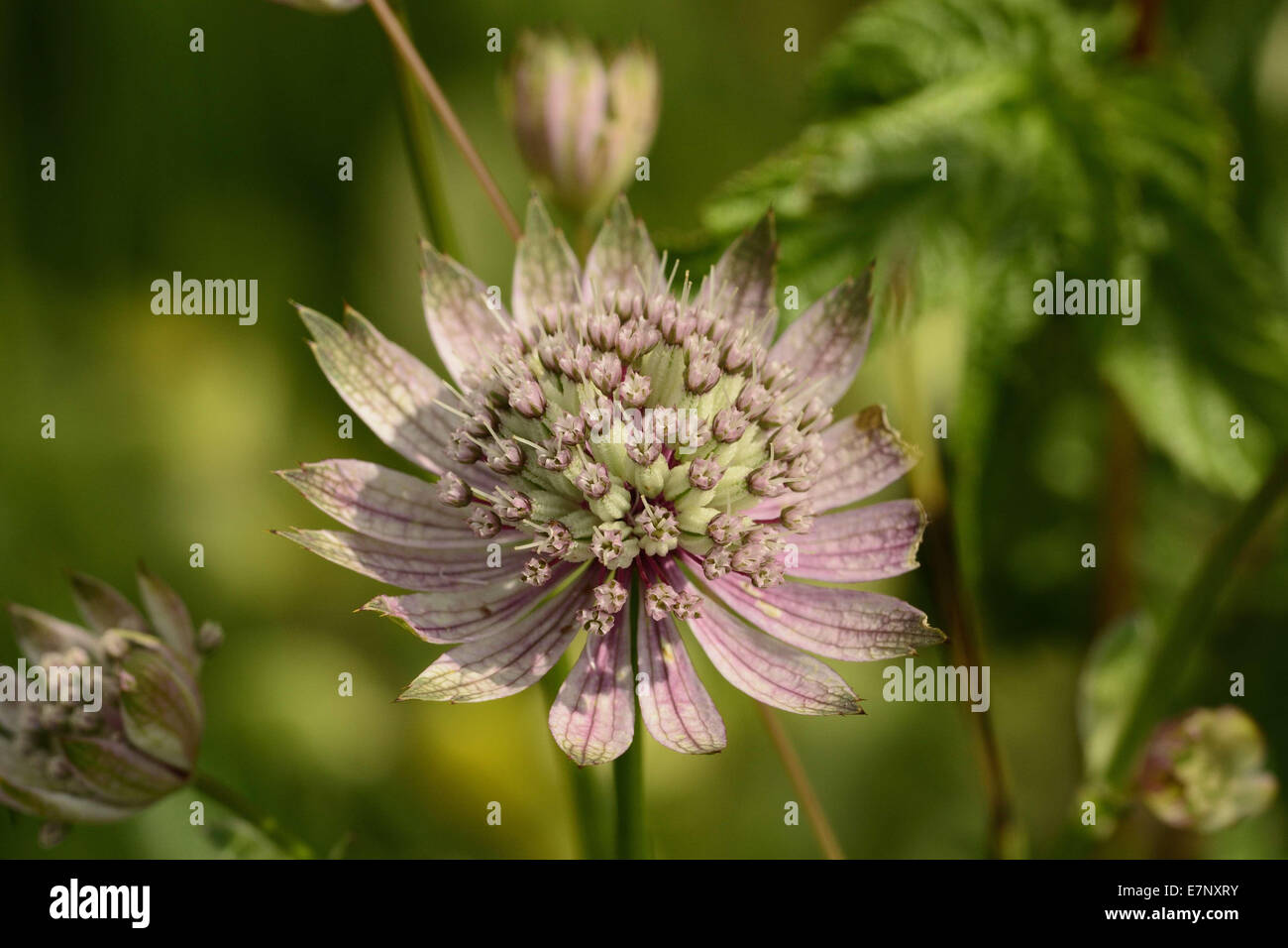 Great Masterwort. Astrantia major, Apiaceae, plant, flower, blossom, Moor area Goldach, Nesslau, Toggenburg, Canton St. Gall, Sw Stock Photo