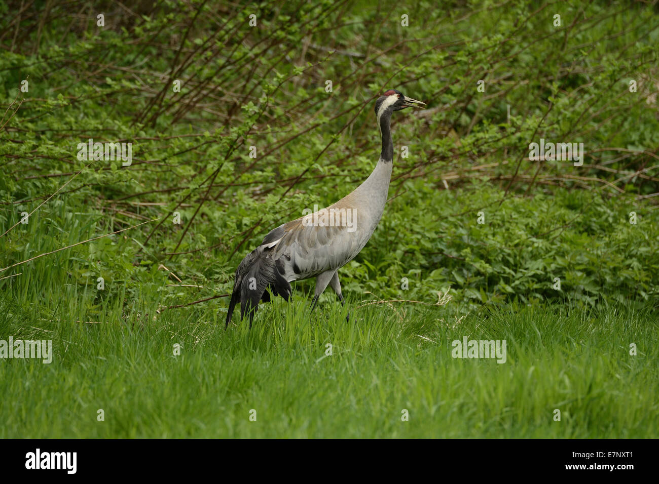 Common Crane, Grus grus, Gruidae, bird, animal, Mosjon, Nordland, Norway, Europe, Stock Photo