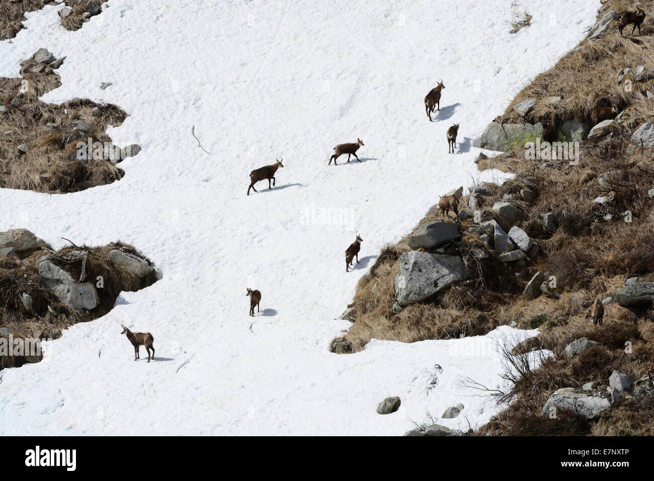 Chamois, Rupicapra rupicapra, Bovidae, flock, animal, snowfield, Lukmanier Pass, Alps, Canton Grisons, Switzerland, Europe, Stock Photo