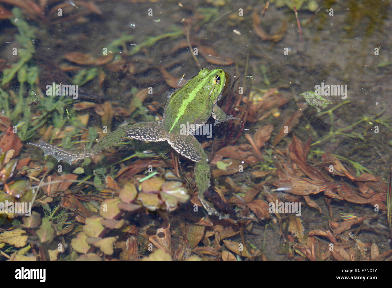 Marsh frog, Rana ridibunda, Ranidae, frog, animal, amphibious animal, animal, Champ-Pittet, Gande Cariçaie, nature reserve, Yver Stock Photo