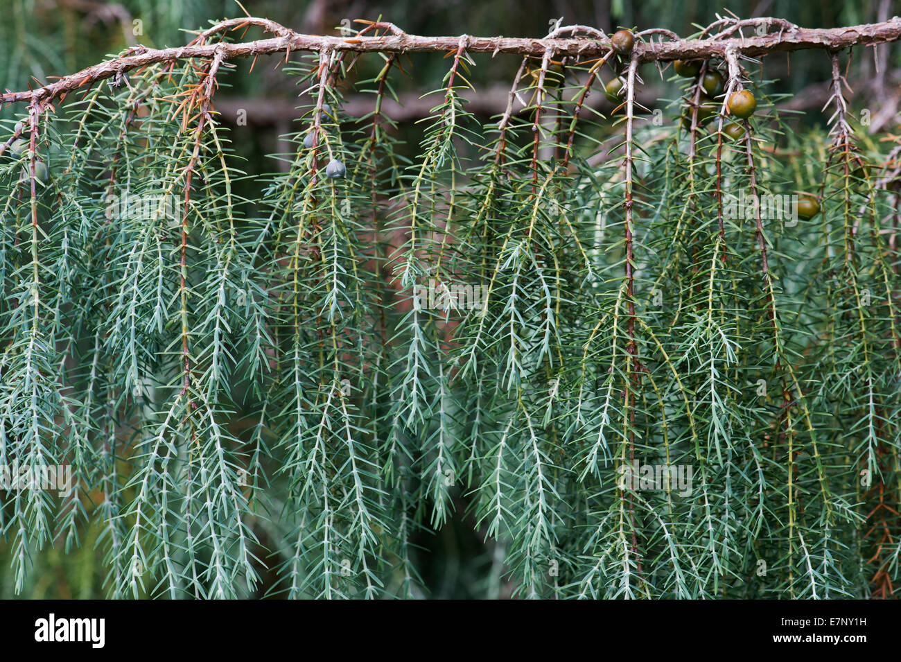 Juniperus cedrus. Canary Islands Juniper tree with seed cones Stock