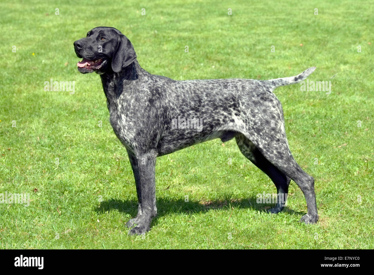 Portrait of Black Roan dog on a green grass lawn Stock Photo - Alamy