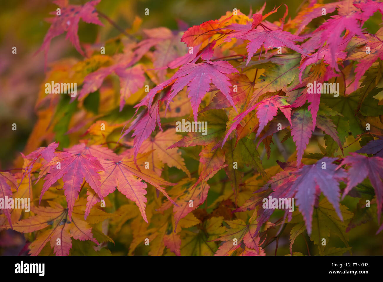Leaves, colors, autumn, autumn colors, plants, shrubs, bushes, Switzerland, colorful Stock Photo