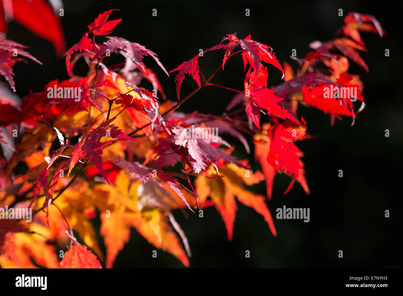 Leaves, colors, autumn, autumn colors, plants, shrubs, bushes, Switzerland, colorful Stock Photo