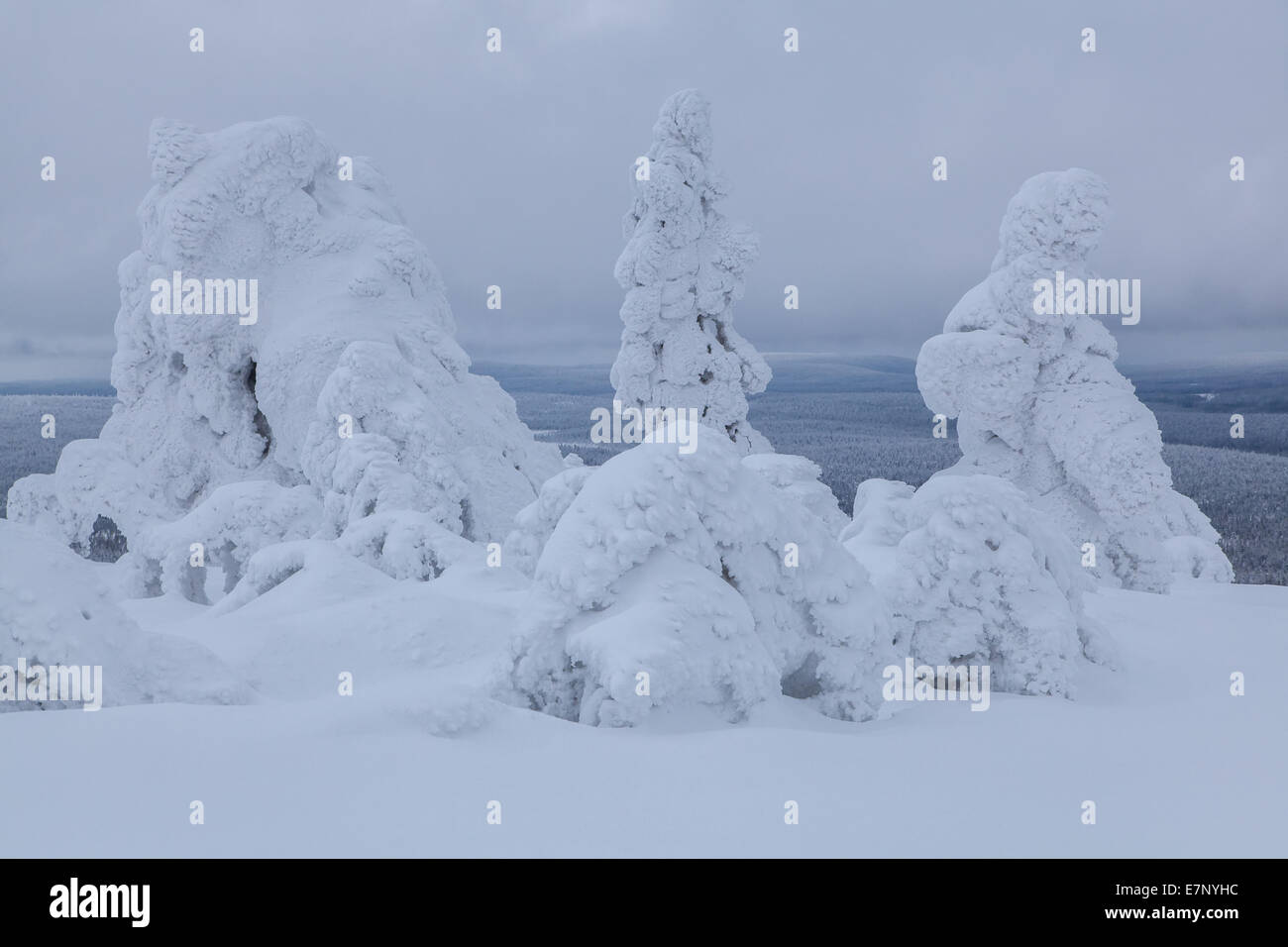 Trees, Europe, Finland, Kuertunturi, scenery, landscape, Lapland, snow, white, wood, forest, winter, Akäslompolo Stock Photo
