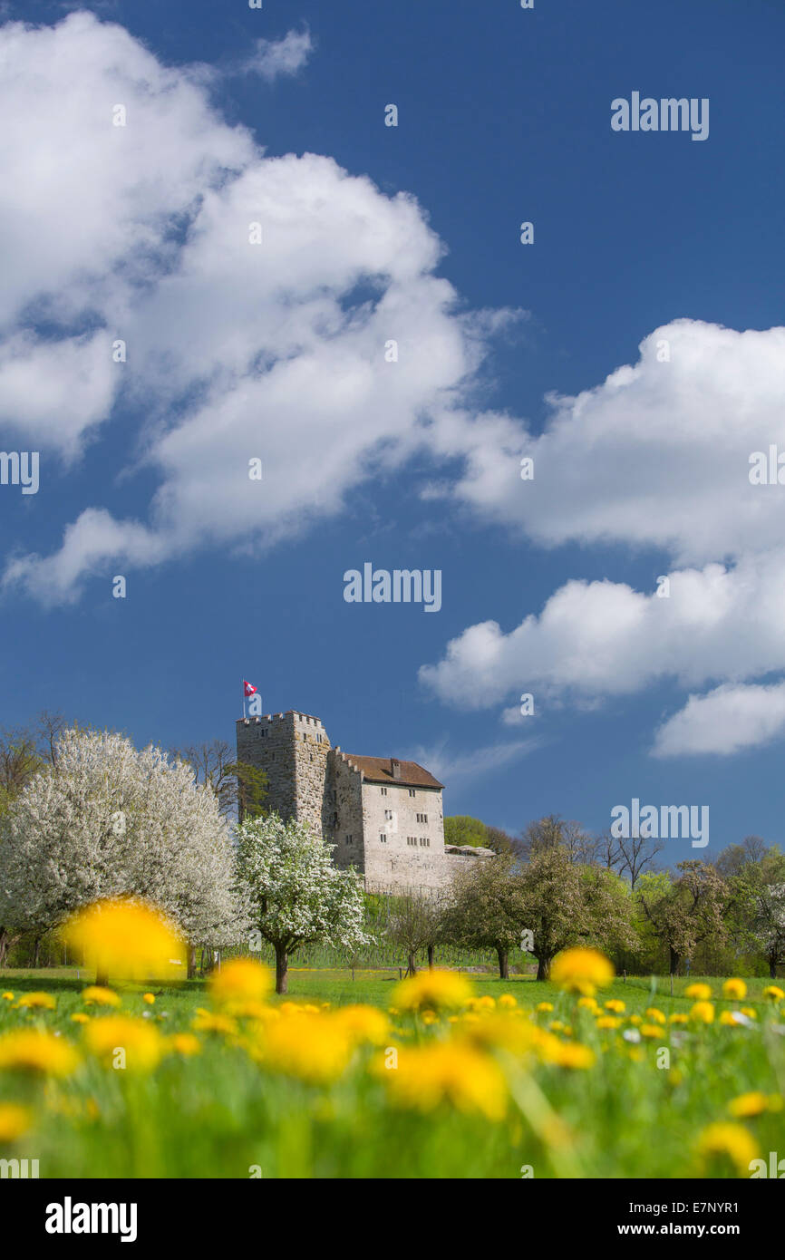 Castle, Habsburg, spring, canton, AG, Aargau, Switzerland, Europe Stock