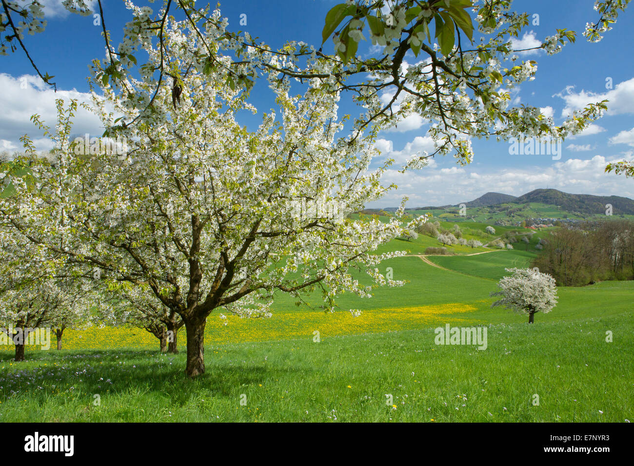 Fricktal, cherry trees, spring, canton, AG, Aargau, tree, trees, scenery, landscape, agriculture, Switzerland, Europe, Stock Photo