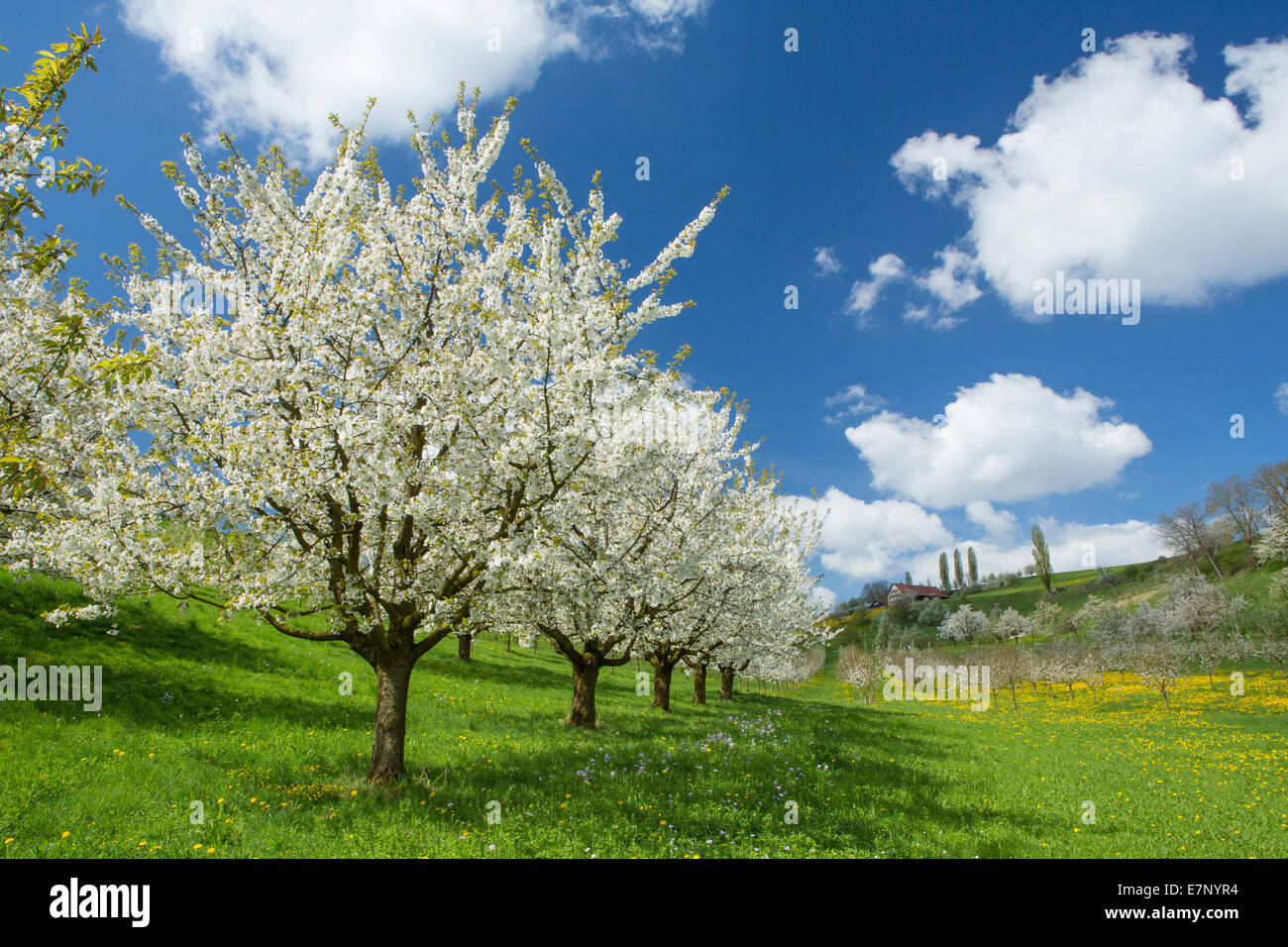 Fricktal, cherry trees, spring, canton, AG, Aargau, tree, trees, scenery, landscape, agriculture, Switzerland, Europe, Stock Photo
