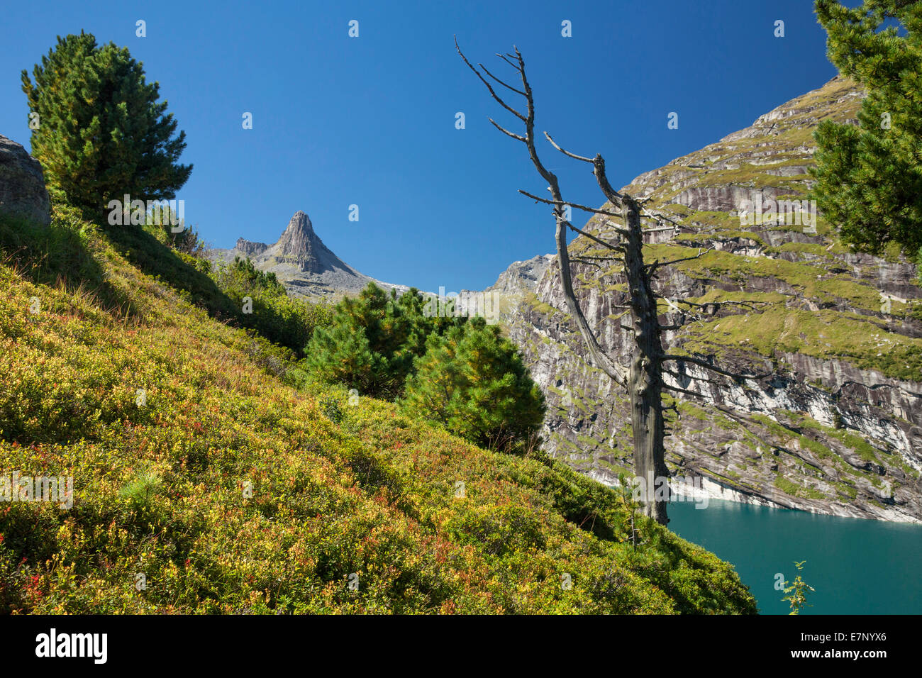 Vals valley, GR, Zervreilahorn, lake Zervreila, tree, trees, mountain, mountains, lake, lakes, canton, GR, Graubünden, Grisons, Stock Photo