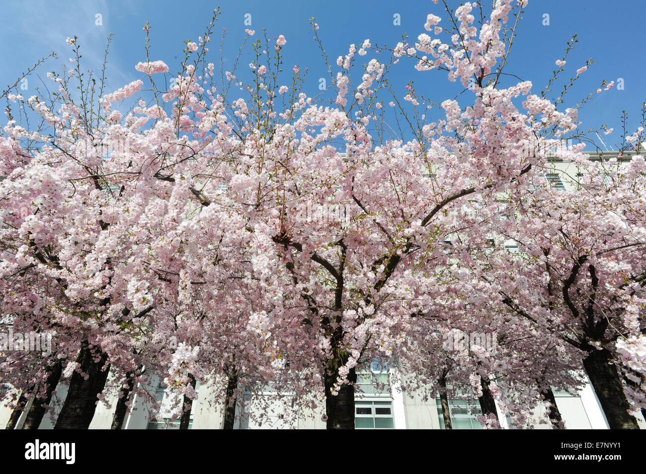 background, big, bloom, blooming, blossom, branch, branches, bright, building, city, delicate, flower, flowering, flowers, fragr Stock Photo