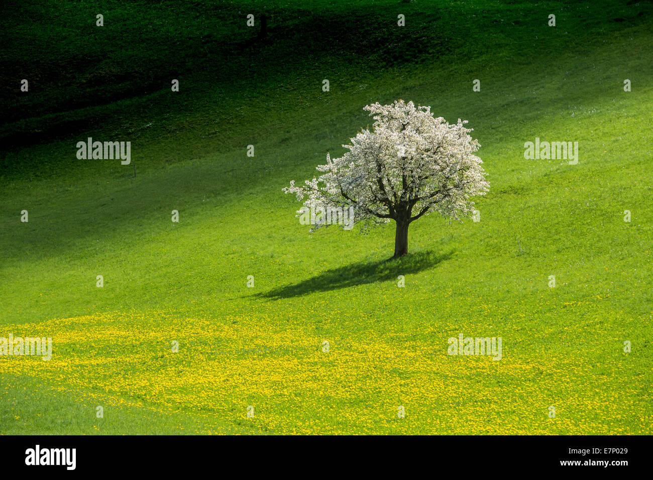 Fricktal, cherry trees, spring, canton, AG, Aargau, tree, trees, scenery, landscape, agriculture, Switzerland, Europe, Stock Photo