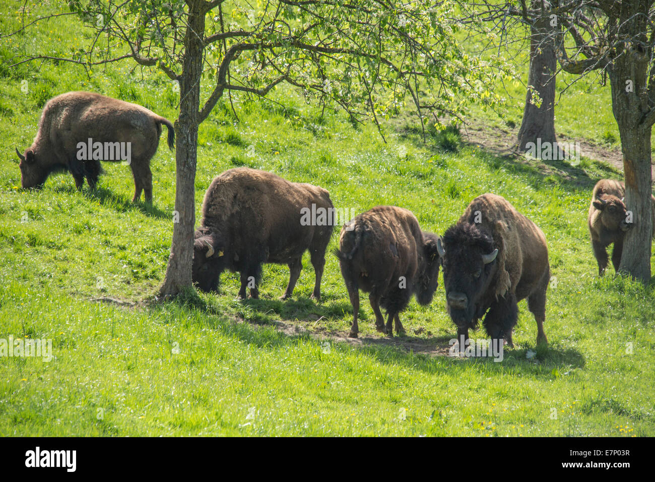 bison, Lutzenberg, spring, canton, Appenzell, Ausserrhoden, agriculture, animals, animal, Switzerland, Europe, Stock Photo